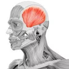 Le muscle temporal : un acteur clé dans les migraines liées à la mâchoire.